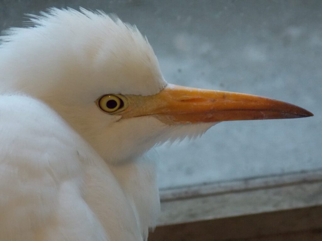 Airone Guardabuoi ferito calabria