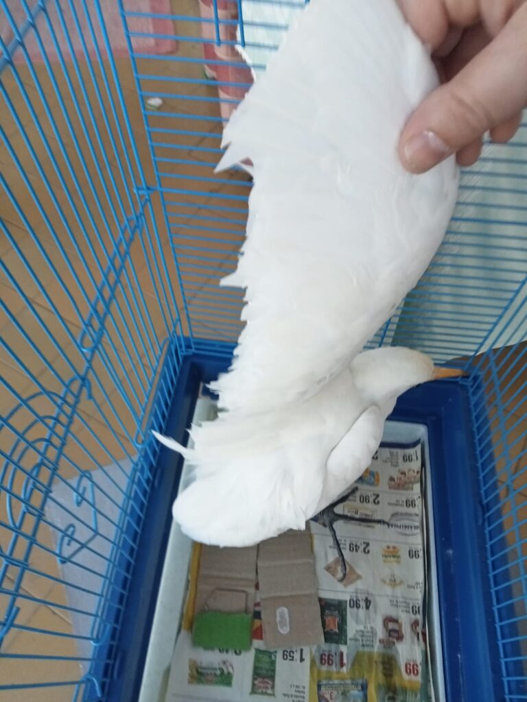 Airone Guardabuoi ferito calabria