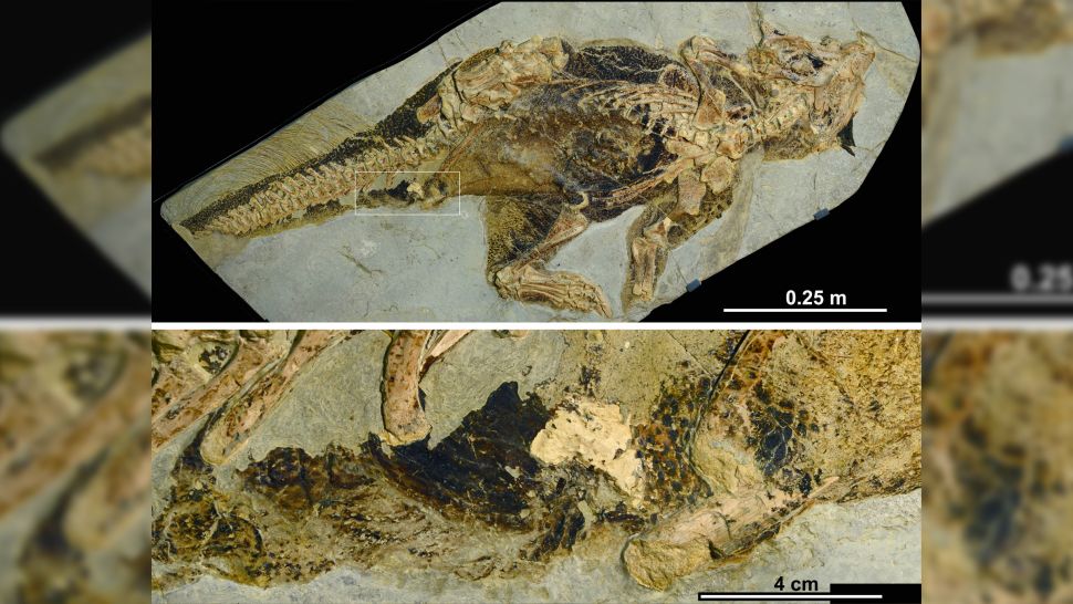 ano di dinosauro