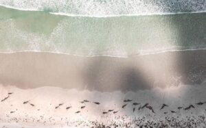 balene chatam islands nuova zelanda (2)