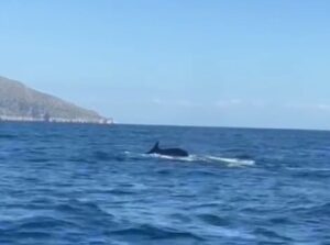 balenottere golfo di napoli