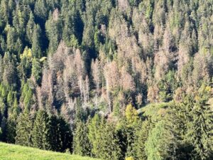 boschi alto adige