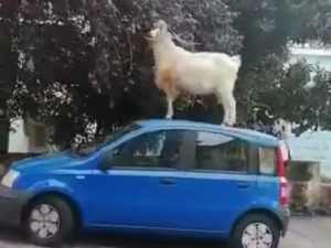 capra auto roma