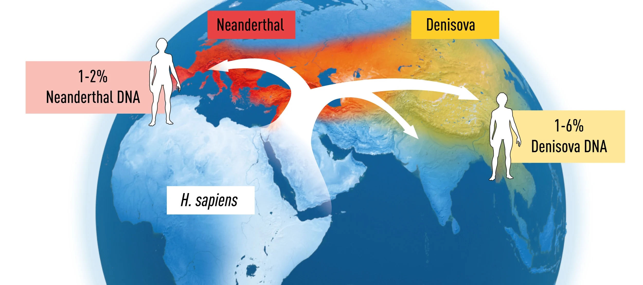 dna arcaici ominidi