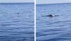 foca monaca stromboli