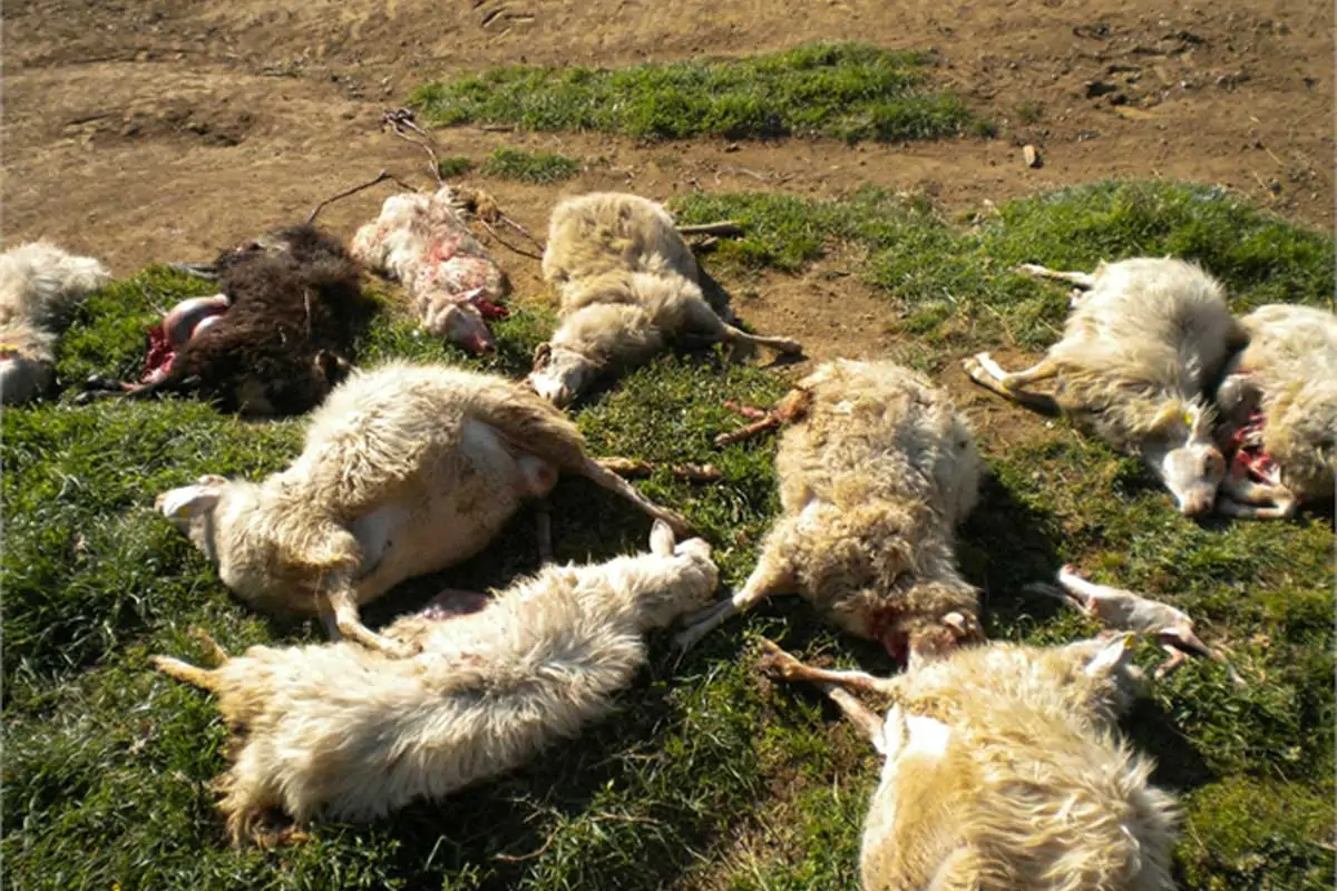 pecore sbranate lupi