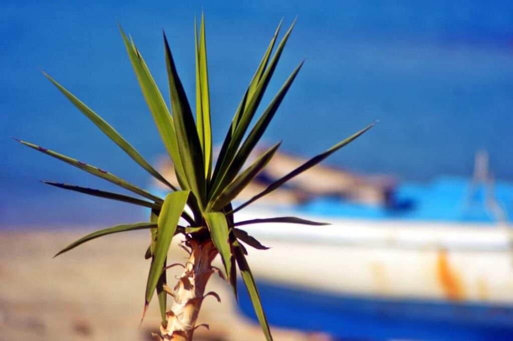 reggio calabria