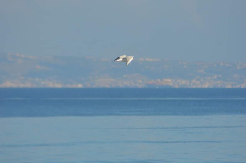 reggio calabria