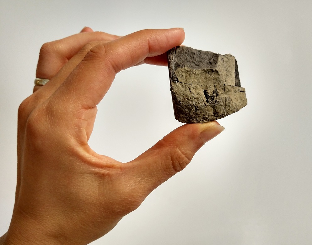 rettile giurassico