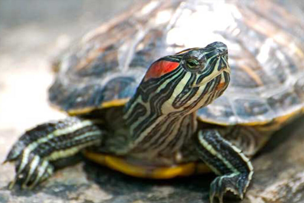 tartaruga