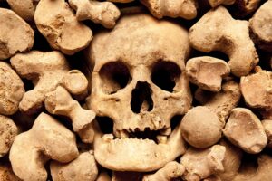 teschi ossario Lufengpithecus