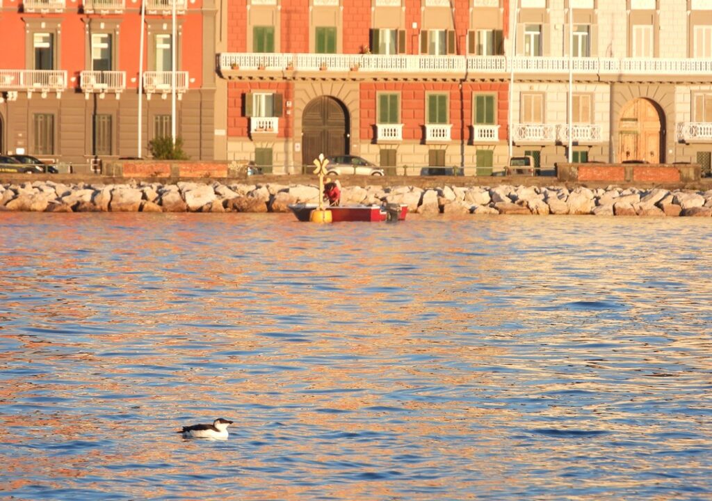 Gazza Marina Rosario Balestrieri