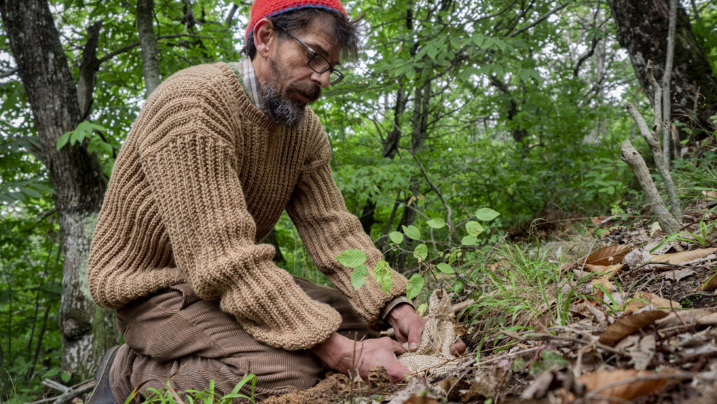 giornata mondiale degli alberi