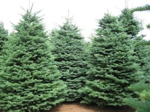 alberi di natale Montemignaio