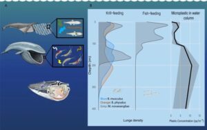 balene microplastiche