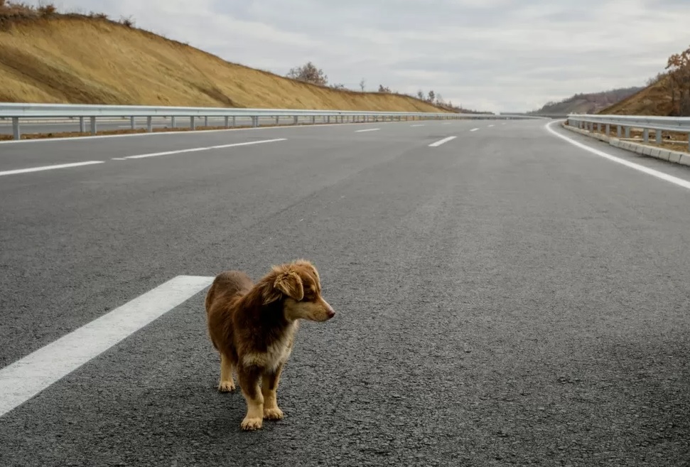 cane autostrada