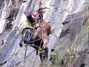capre soccorso alpino
