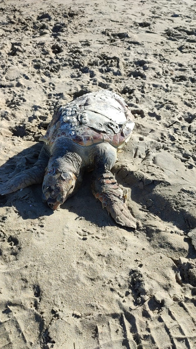 carcasse spiagge abruzzo
