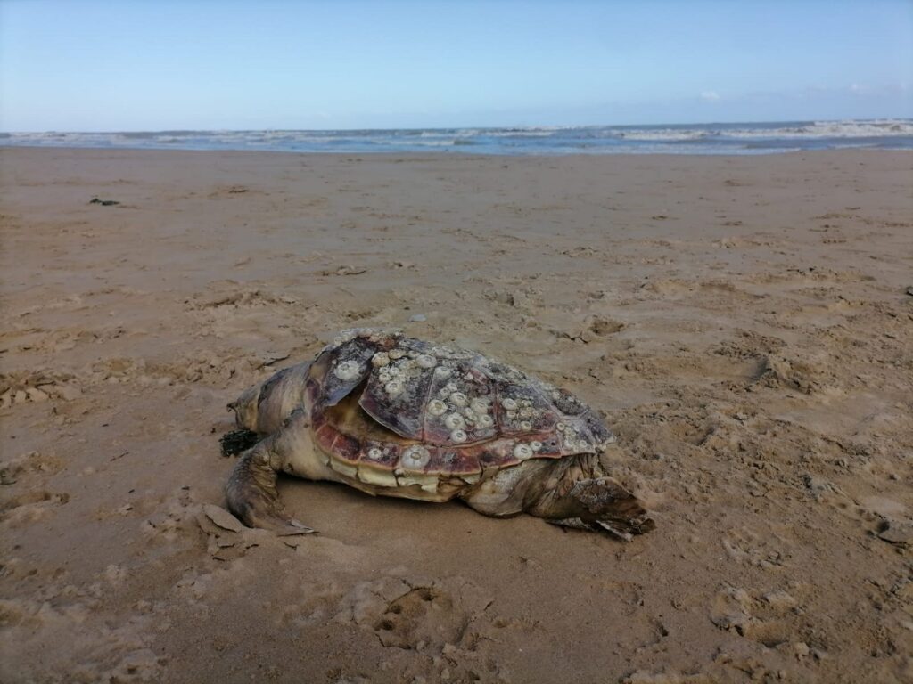 carcasse spiagge abruzzo