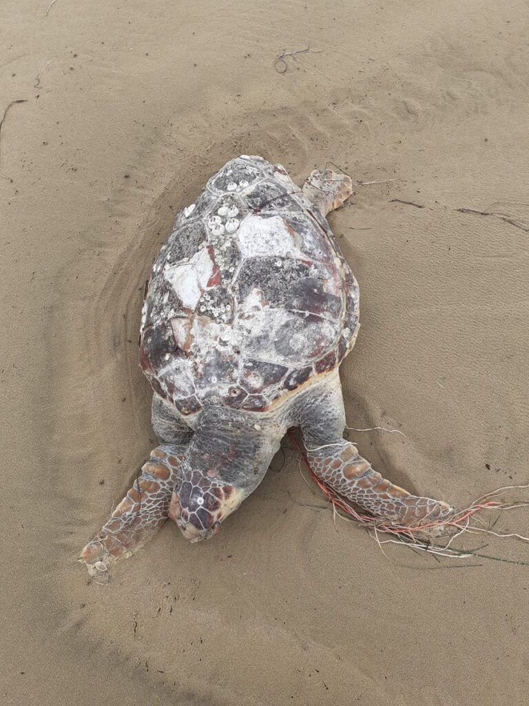 carcasse spiagge abruzzo