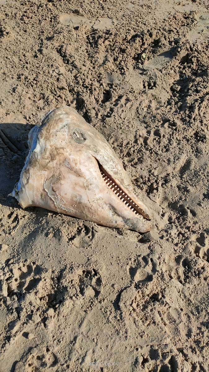 carcasse spiagge abruzzo