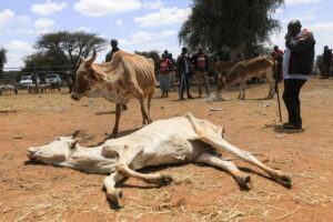 clima caldo Cop27