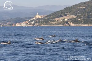 delfini liguria