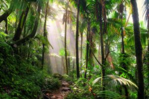 foresta pluviale
