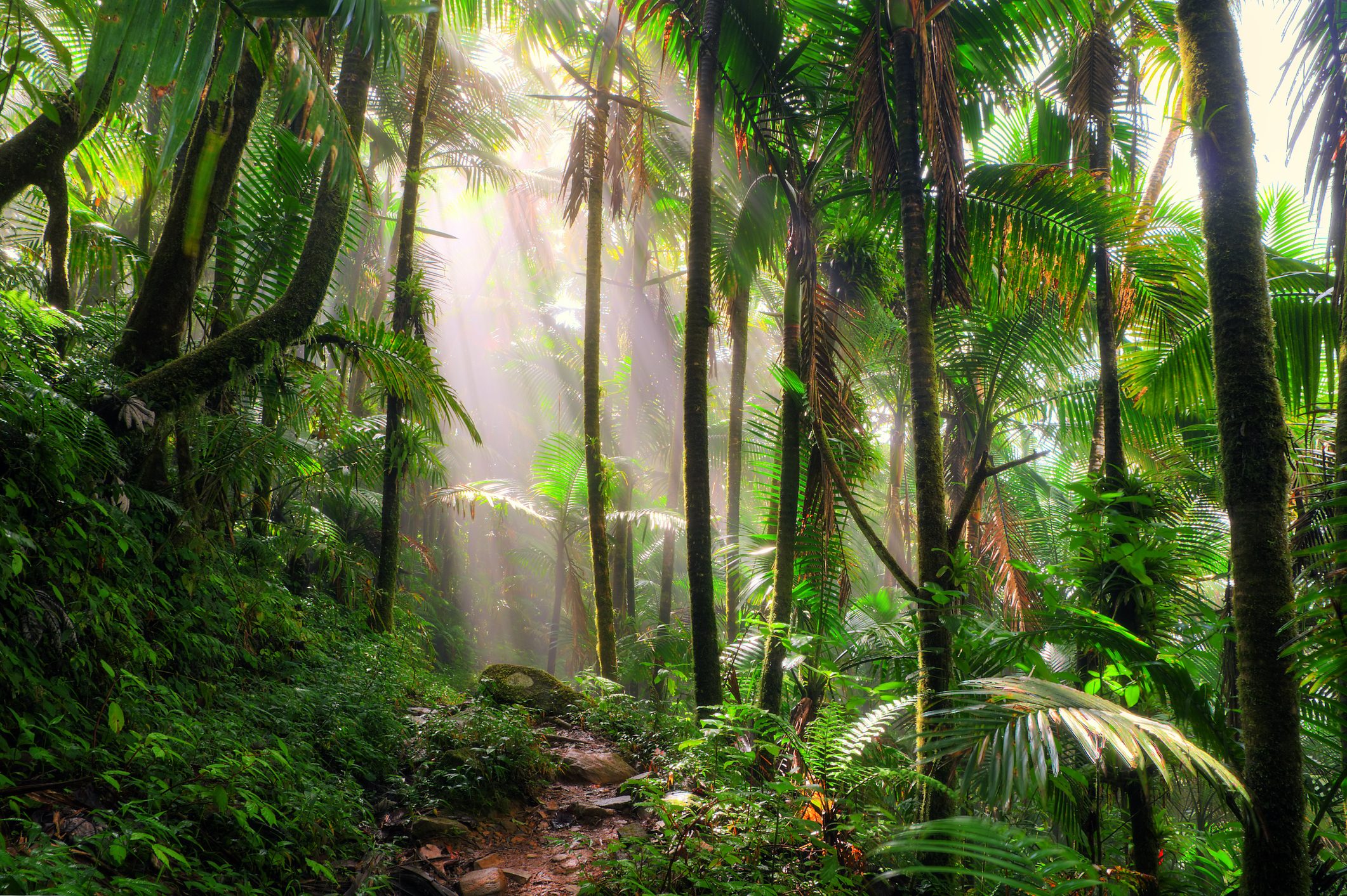 Una foresta fossile svela i segreti del clima antico