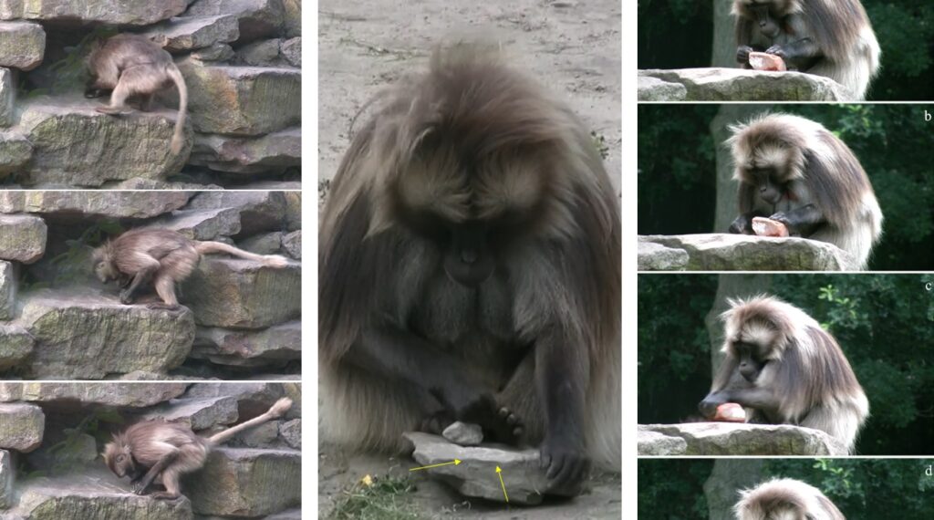 gelada