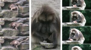 gelada
