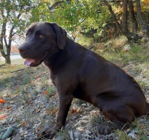 masha labrador