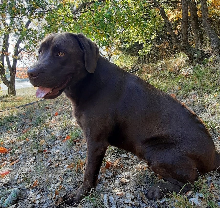 masha labrador