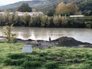 ordigno orvieto disinnesco