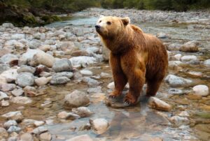 orso M29
