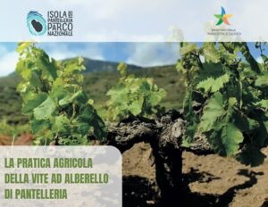 pantelleria vite alberello