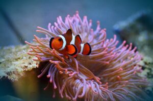 pesce pesci pagliaccio
