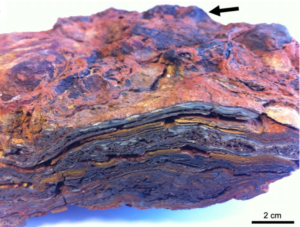 stromatolite australia