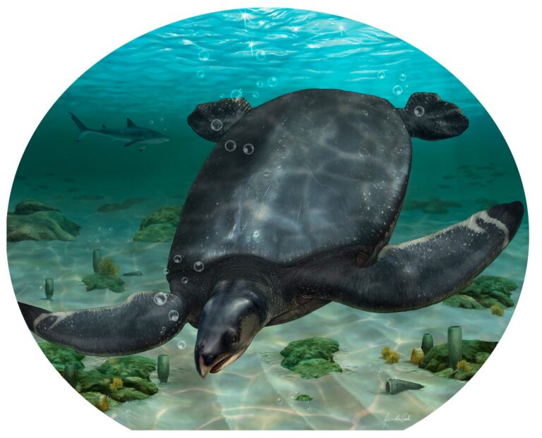 tartaruga marina Leviathanochelys aenigmatica spagna