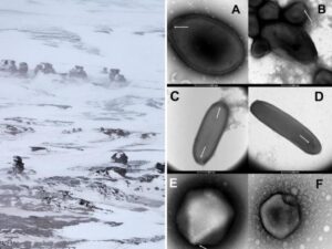 virus permafrost
