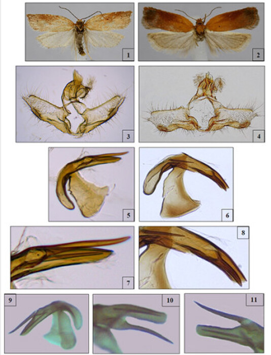 Acleris silana