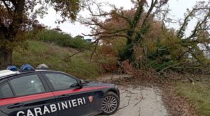 albero caduto corinaldo