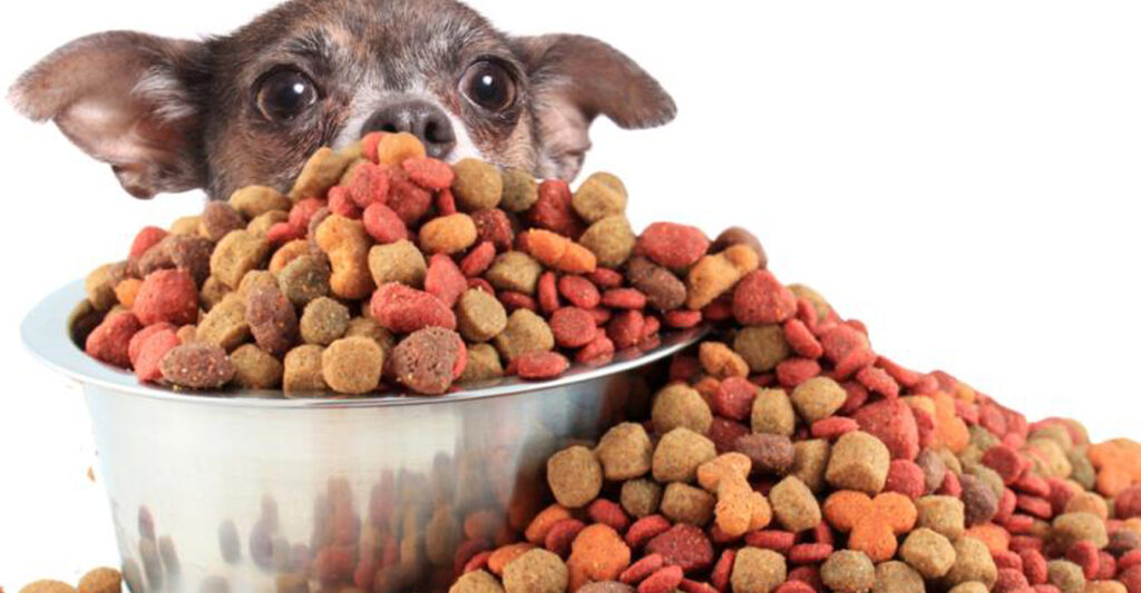 alimenti per cani