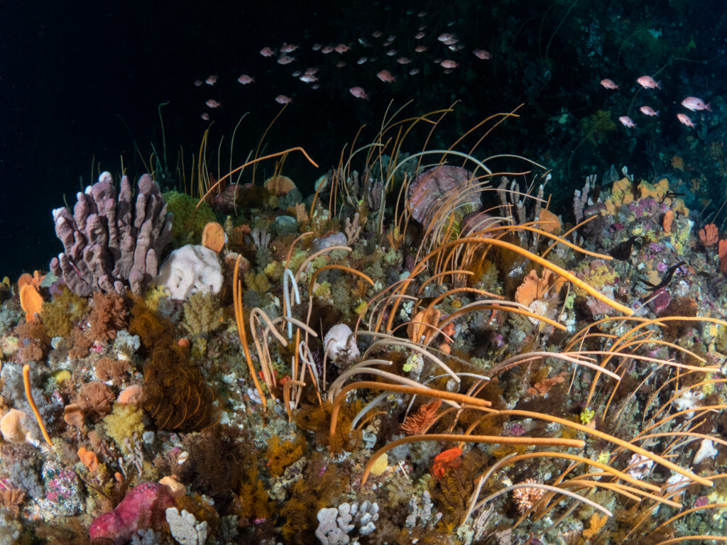 Barriera Corallina Tasmania