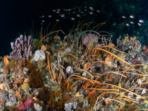 Barriera Corallina Tasmania