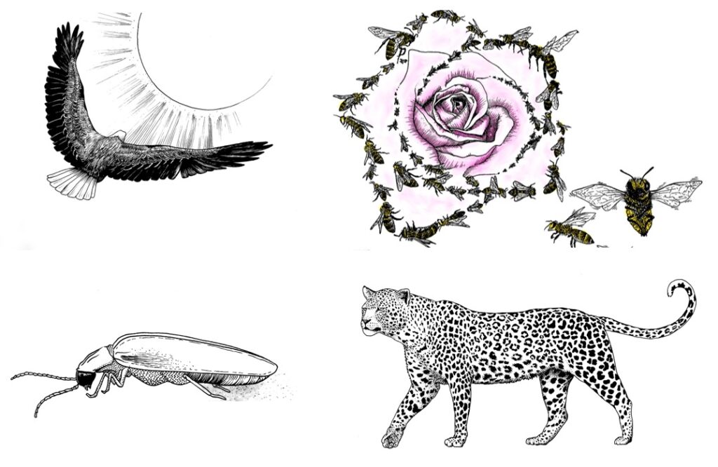 bestiario dante