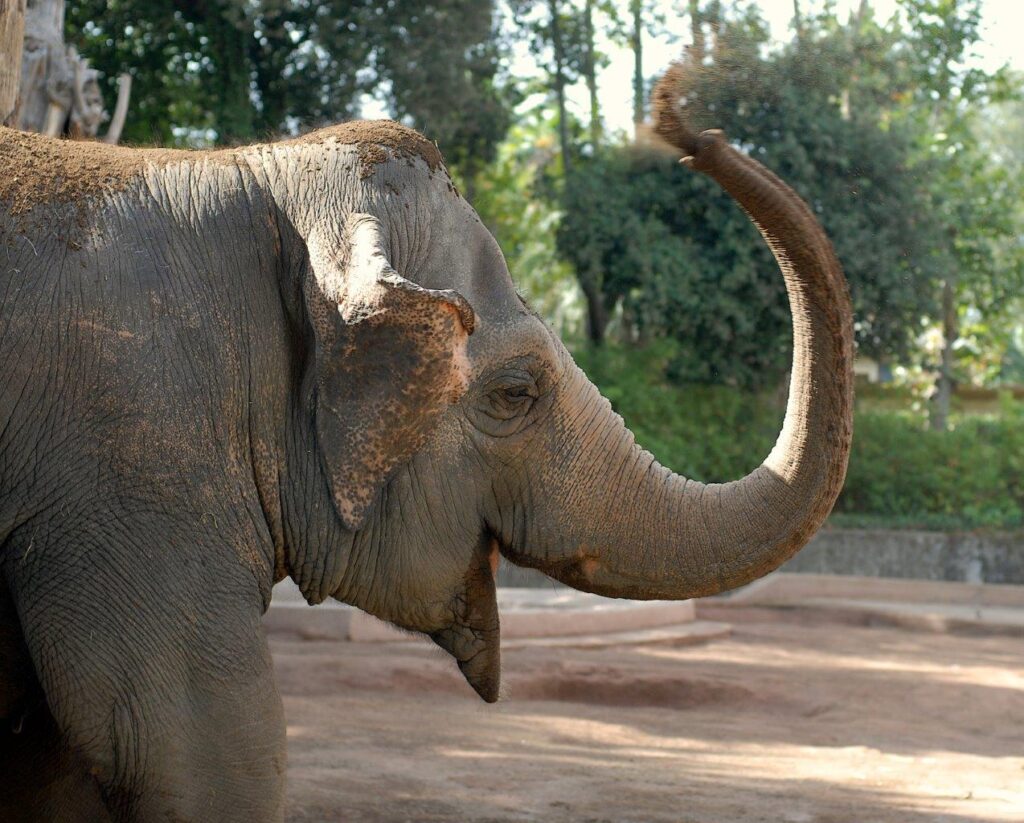 bioparco di roma elefante asiatico