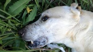 cane avvelenato