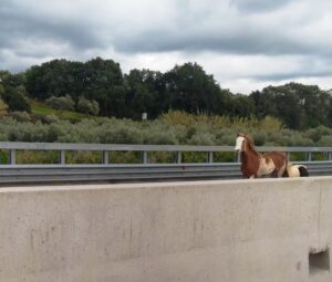 cavallo autostrada salerno reggio calabria