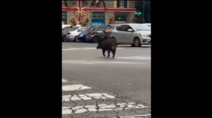 cinghiale roma